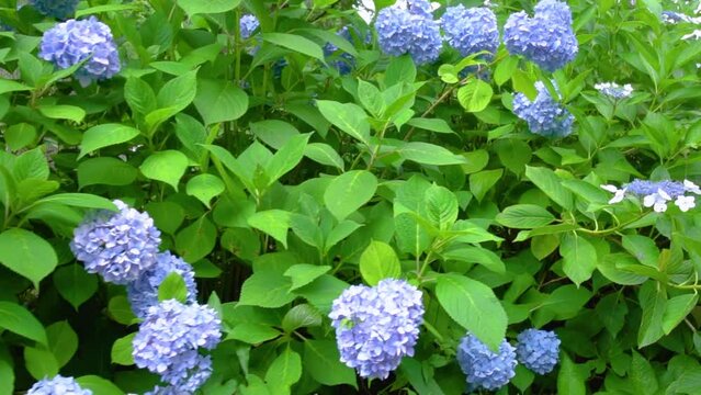 Walk through the flower garden where hydrangea blooms all around. handheld tracking shot.