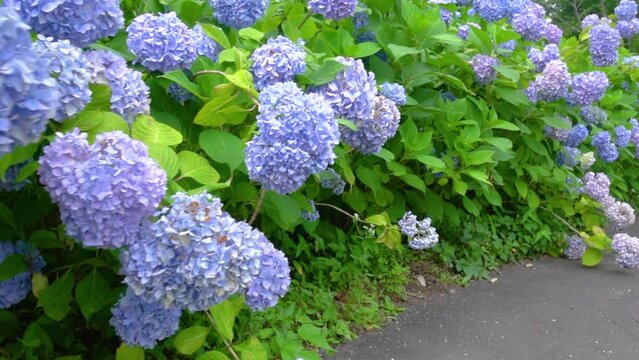 Walk through the flower garden where hydrangea blooms all around. handheld tracking shot.