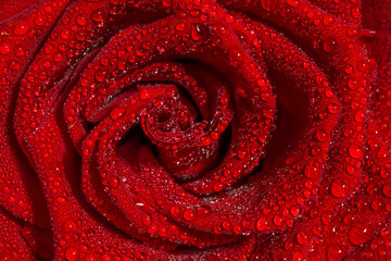 water drops on red rose close up