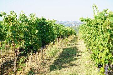 Fototapeta premium Tenuta Tignanello nel Chianti Classico della Famiglia Antinori