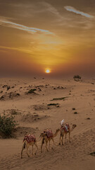 Camel ride in a desert in United Arab Emirates