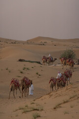 Camel in the desert of Middle East