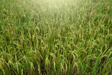 Rice sprouts in paddy field for nature background.