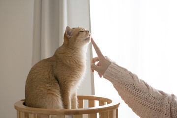 cat care concept with gold british cat during play with owner finger