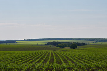 Fototapeta na wymiar agricultural crops panorama, Green corn field, Rows of green soybeans against the blue sky