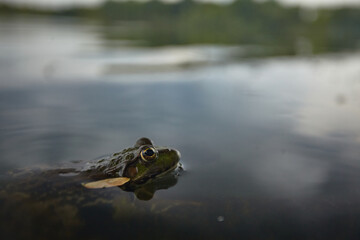 close-up portrait of a frog on the lake, selective focus