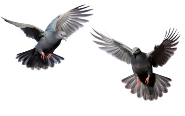 Fototapeta premium Realistic Portrait of Pigeons in Flight On White or PNG Transparent Background