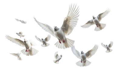 Fototapeta premium Detailed Realism Flying Pigeons Art On White or PNG Transparent Background