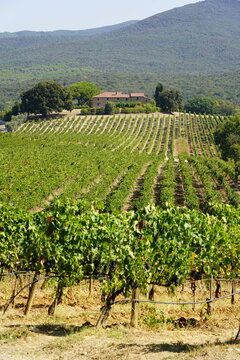 Tenuta Grattamacco di Colle Massari, zona Bolgheri in Toscana
