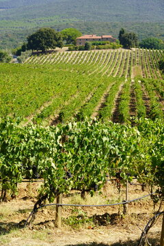 Tenuta Grattamacco di Colle Massari, zona Bolgheri in Toscana