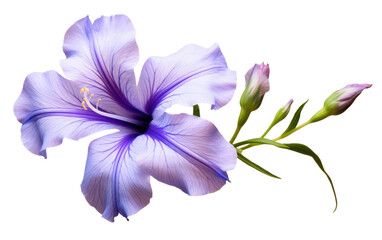 A Close Examination of the Realistic Wildflower On White or PNG Transparent Background