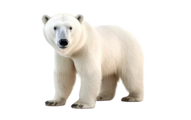 Foto op Canvas Arctic Majesty Realistic Portrait of a Polar Bear On White or PNG Transparent Background © Muhammad
