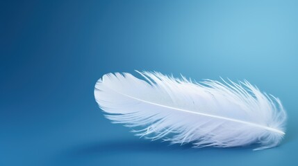 white bird feather on blue background