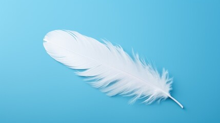 white bird feather on blue background