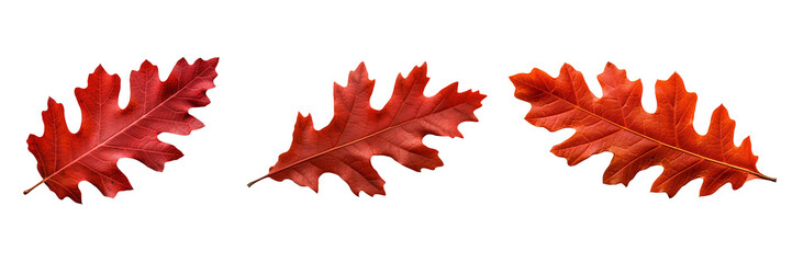 Set of red autumn oak leaf isolated on a transparent or white background