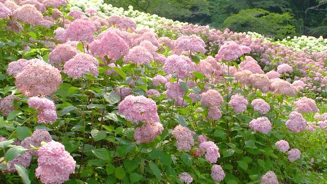 pink and white hydrangeas (annabelles)  swaying in the breeze. SLOW MOTION