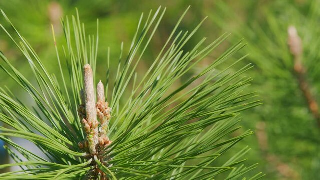 Pine Flower In Spring. Flowering Branch Of Pine In The Spring. Pine Buds Or Flower Or Pinus Halepensis. Close up.