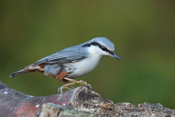 Eurasian nuthatch