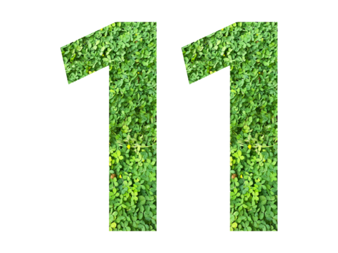 The shape of the number 11 is made of green grass isolated on transparent background. Go green concept.