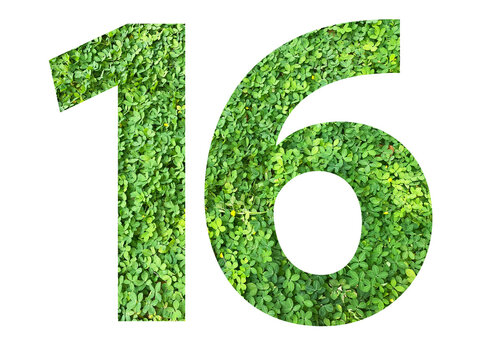 The shape of the number 16 is made of green grass isolated on transparent background. Go green concept.