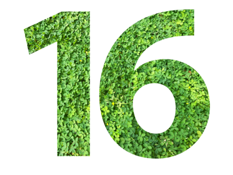 The shape of the number 16 is made of green grass isolated on transparent background. Go green concept.