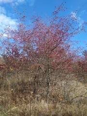 Ripe hawthorn fruits on a tree in autumn, against the background of blue sky and dried grass.