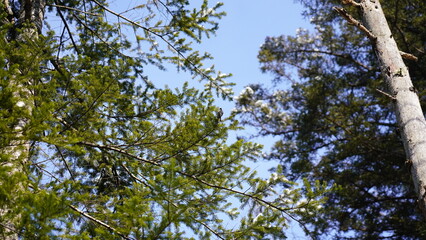 北海道の冬の自然