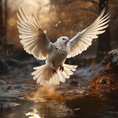 white dove flying i