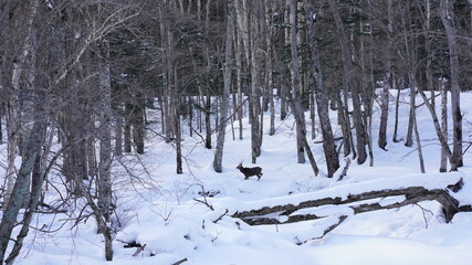 北海道の冬の自然