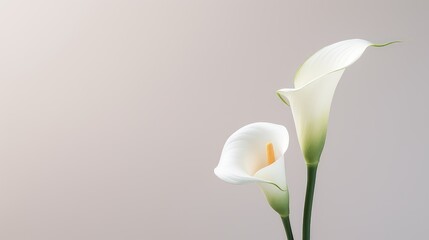 lily nature flower background lone illustration calla lilly, ly natural, minimalism sorrow lily nature flower background lone