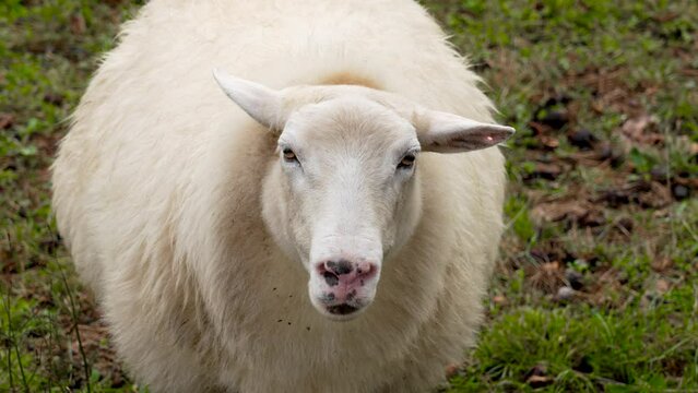 A pensive sighing sheep in a rural pasture with white fur. Pet head close up