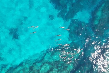 Aerial drone photo of a pod of dolphins off the coast of Western Australia