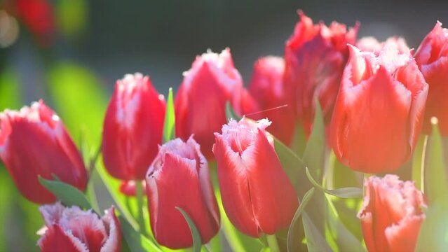 Tulips flower blooming in spring garden. Spring garden tulip flowers blooming on flower bed, trendy gardening concept, beautiful blooming red tulips, slow motion. Outdoors 
