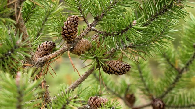 Beautiful open pine cones on a pinus tree branch in botanical garden close up
