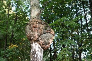 Inonotus obliquus or Huge Chaga mushroom on trunk birch tree. Alternative medicine. Chaga is grated into a fine powder and used to brew a beverage resembling coffee or tea - obrazy, fototapety, plakaty