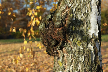 Inonotus obliquus or Chaga mushroom on trunk birch tree, close-up. Side view. Autumn day. Alternative medicine. Chaga is grated into fine powder and used to brew beverage resembling coffee or tea - obrazy, fototapety, plakaty