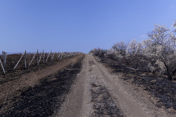 Scorched earth covered with ash. Burnt vineyards, charred vines. Trees and vineyards along the road after the fire. The fire destroyed entire crop