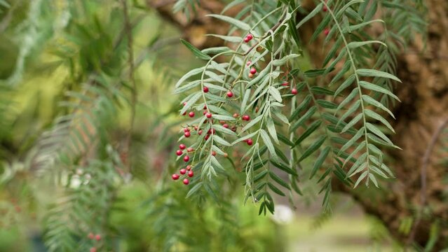 Red berries of Schinus molle tree in beautiful botanical garden in autumn