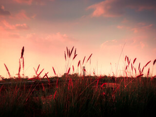 sunset in the field
