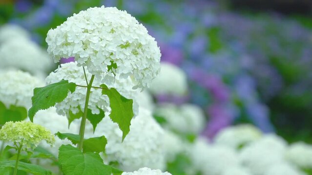 close up a shining white hydrangea (annabelle) swaying in the breeze. Rainy season in Japan. Focus moves from front to back	