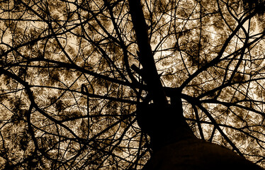 silhouette of a tree