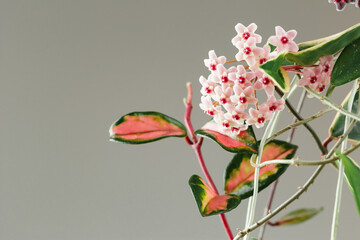 Hoya Carnosa Krimson Princess Wax Plant Bloom © ansyvan