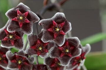 Hoya Pubicalyx Chimera Wax Plant Bloom Macro Shot