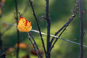 Golden glowing currant autumn leaf on branch against soft greeen bokeh background