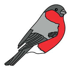 Bullfinch on a white background. Postcard, banner design element and sticker