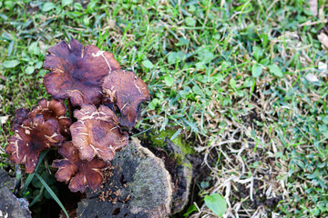 Fungi on the trunk of a tree
