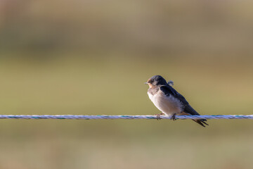Barn swallow (Hirundo rustica) sitting on a fence at the salt marshes on Juist, East Frisian Islands, Germany.