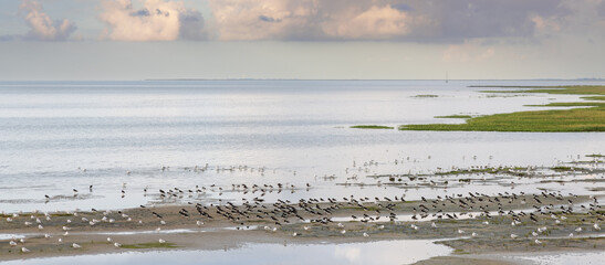 Groups of oystercatcher and black-headed gulls resting in the wadden sea at high tide on Juist, East Frisian Islands, Germany.