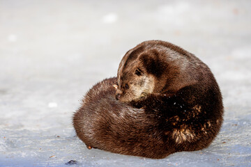 Eurasian otter (Lutra lutra) in the snow in the Bavarian Forest National Park, Bavaria, Germany.