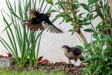 Blackbird (Turdus merula) trying to scare away an Eurasian sparrowhawk (Accipiter nisus) feeding on a bird in the garden in spring.